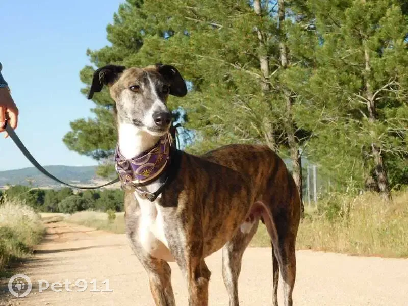 Chien Galgo bringé perdu à Seynod (74) - photo