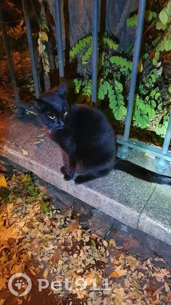 Chatte noire tatouée trouvée à Vincennes - photo