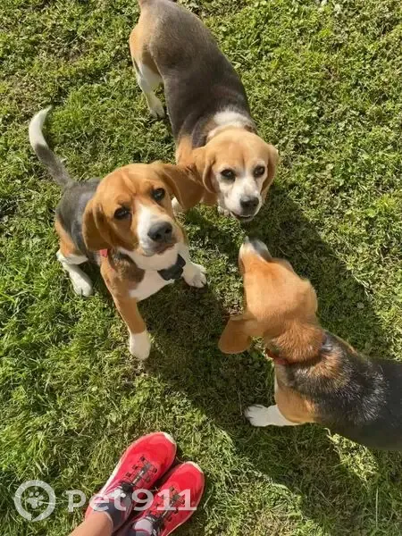 Chienne beagle Abby disparue dans le 49 - photo