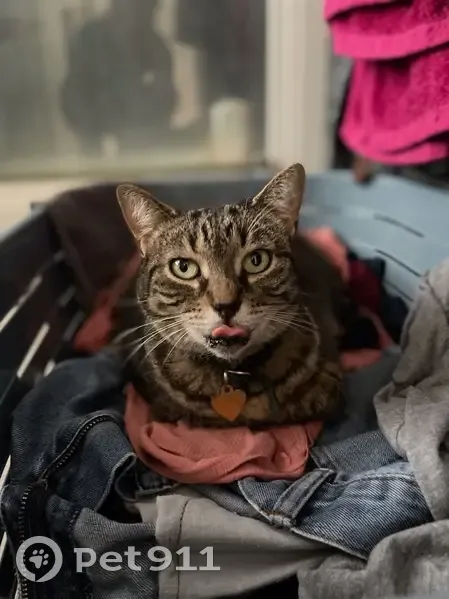 Chat tigré retrouvé par puce à Guénange - photo