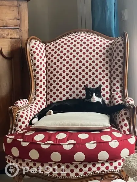Chat noir et blanc perdu à Chennevières - photo
