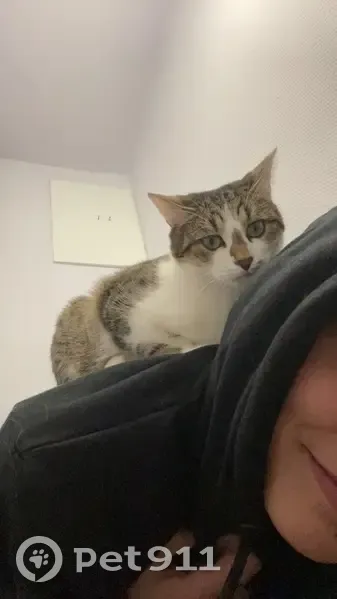 Perdue : Chatte tigrée craintive à Longvic - photo