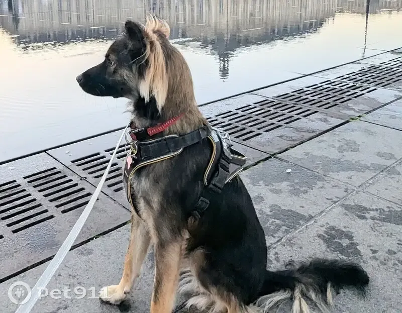 Chien perdu : Irko, croisé berger, Chartrettes - photo
