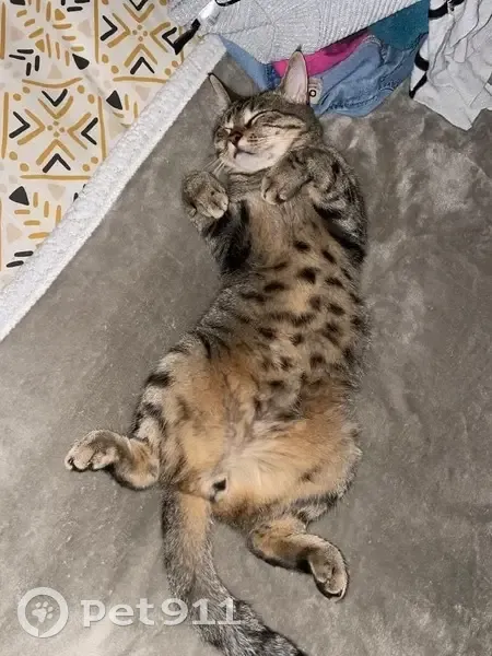 Chat mâle 2 ans perdu à Blanquefort - photo