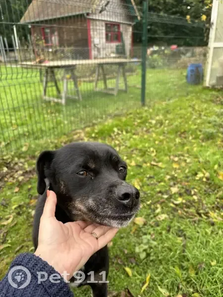 Chienne noire croisée labrador trouvée - photo