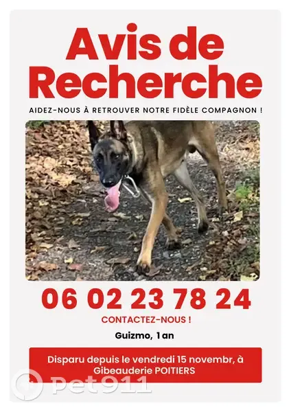 Chien perdu, Avenue du Recteur Pineau - photo