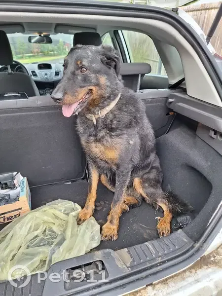 Chienne croisée beauceron trouvée Quincampoix - photo