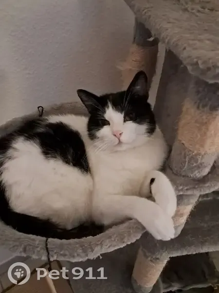 Chat perdu Oslo, 6 ans, Rue Rose Gonthier - photo