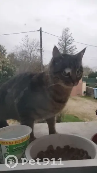Chat tigré craintif trouvé à Courlaoux - photo