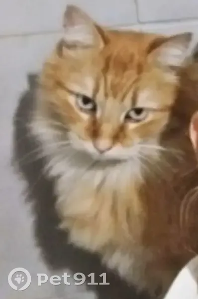 Simba, chat roux perdu à Annecy - photo