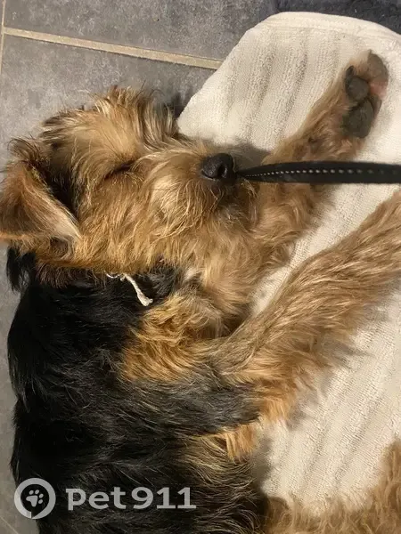 Petit chien noir/marron trouvé à Vedène - photo