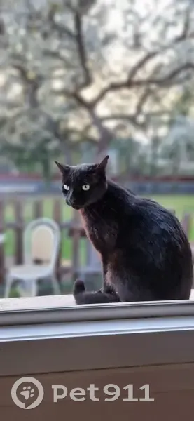 Chat noir mâle 7 ans disparu à Cébazat - photo