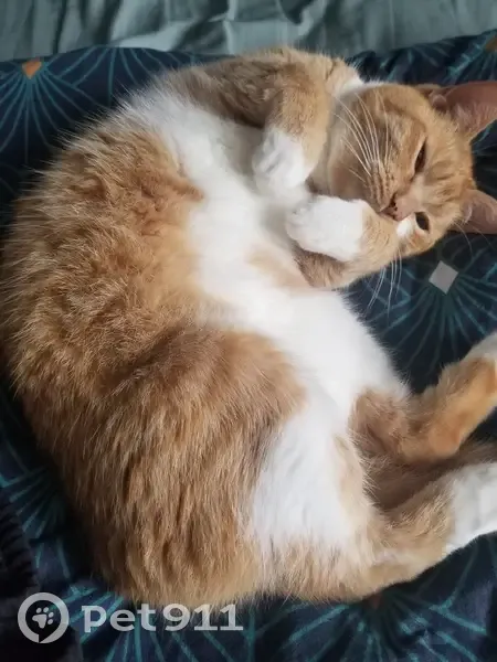 Chatte rousse disparue à Saint-Aubin - photo