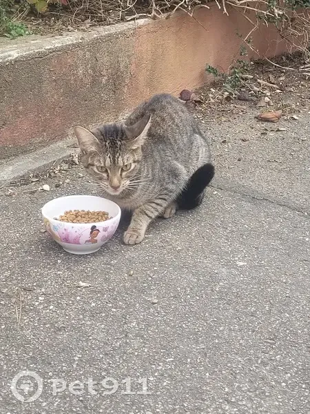 Chat trouvé à Nancy, cherche propriétaires - photo