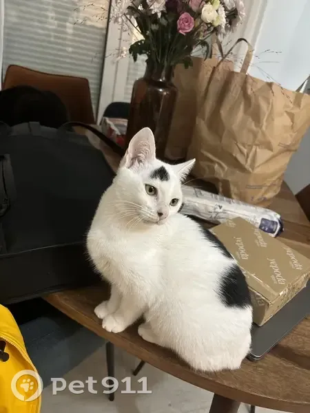 Chaton blanc et noir perdu à Nantes - photo