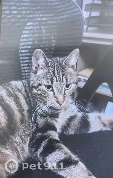 Chat mâle tigré perdu à Cannes - photo