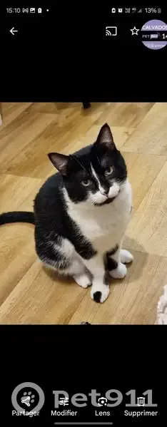 Chat noir et blanc perdu à Falaise - photo