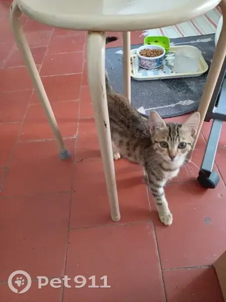 Nenette, chat craintif perdu à Agde - photo