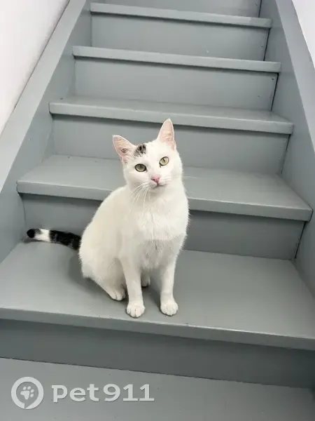 Chat mâle blanc perdu, Jurançon, Rue Perp. - photo