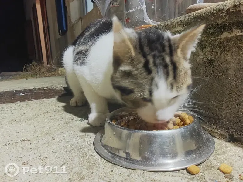 Chat trouvé : sociable, blanc et tigré gris - photo