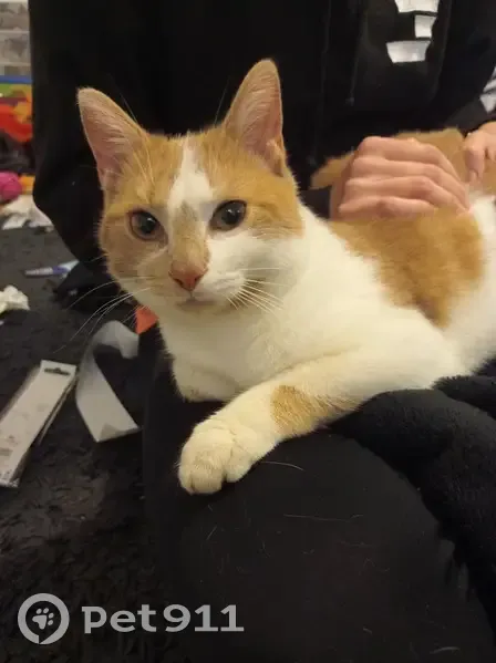 Chat blanc/roux trouvé, cherche propriétaires - photo