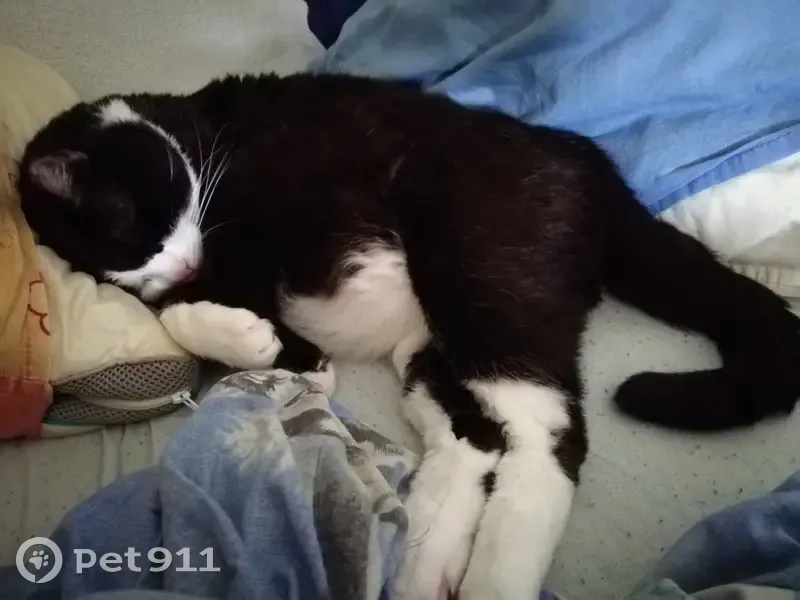 Chat âgé et maigre disparu à Gières - photo