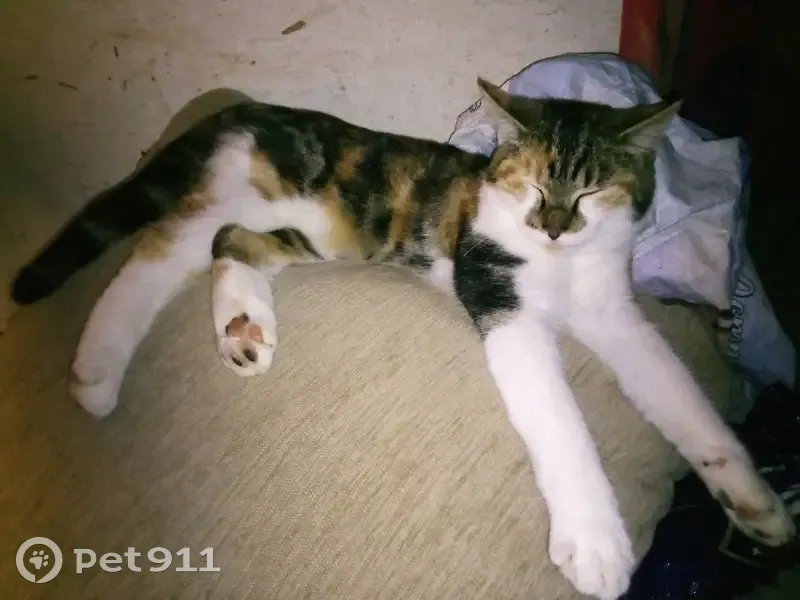 Chat trouvé à L'Isle-Jourdain - photo