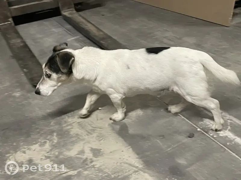 Petit chien trouvé, gentil, Darnétal - photo