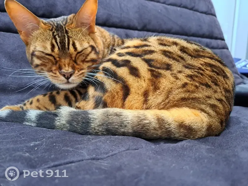 Chatte tigrée perdue à Eysines, 16 nov. - photo