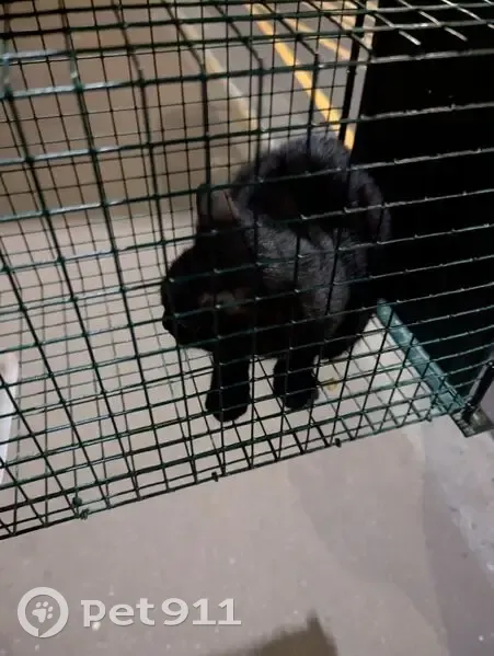Chaton noir trouvé sous voiture à Paris - photo