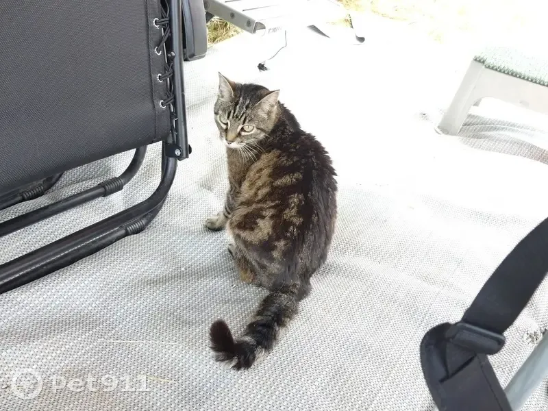 Chatte perdue en Ardèche : aide recherchée - photo