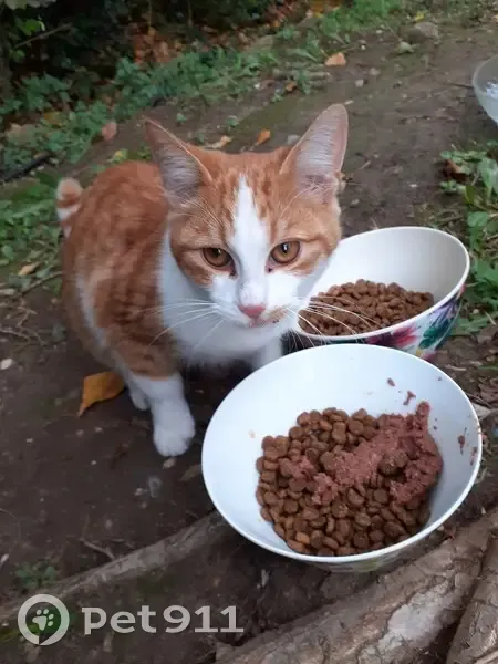 Jeune chat roux/blanc trouvé à Marseille - photo