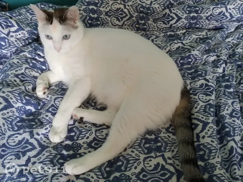 Chat Indy perdu à Vertou, aide recherchée - photo