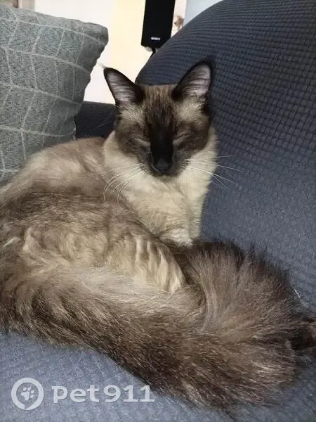 Chat mâle disparu à Entre-Deux-Guiers - photo