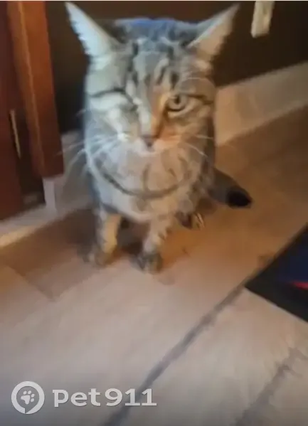 Chat disparu à Challonges : Naha introuvable - photo