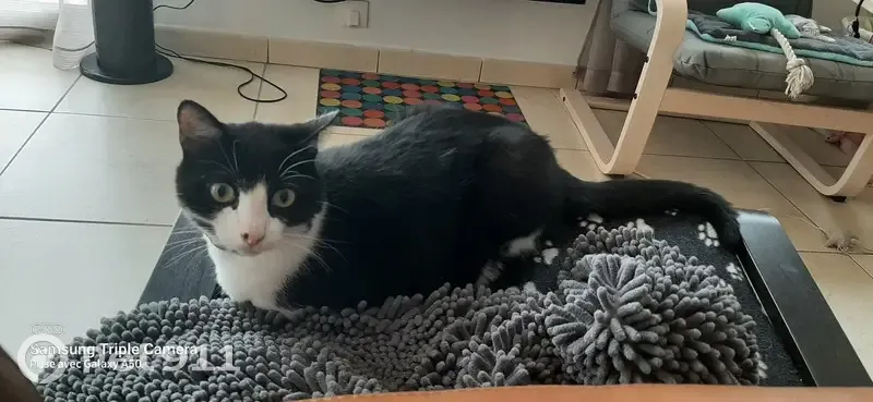 Chat disparu: noir et blanc, 4 ans, Torreilles - photo
