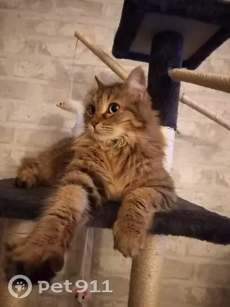 Zouzou, chatte tigrée perdue à Maisonnay - photo