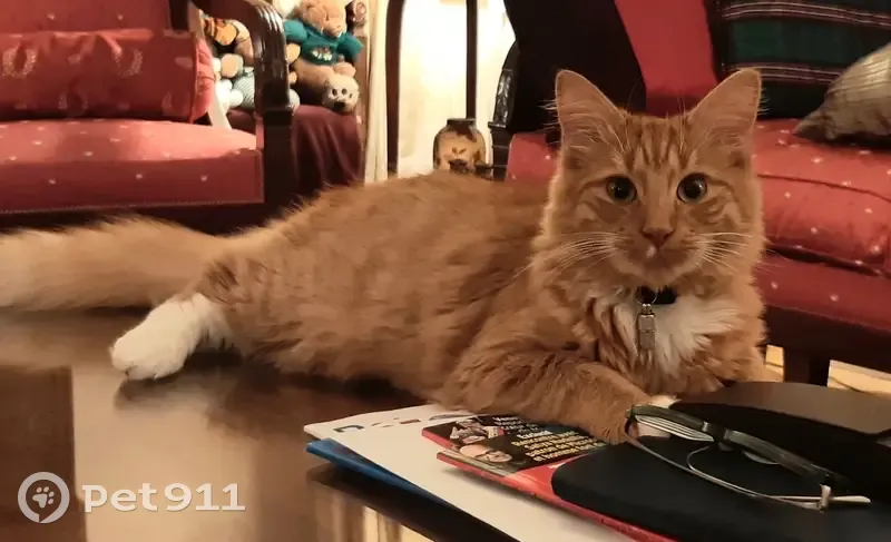 Chat européen roux disparu à Dinan - photo