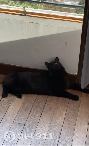 Petit chat noir mal voyant perdu à Écouen - photo