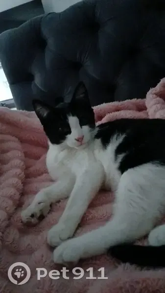 Chaton perdu : Felix, mâle, Domont - photo