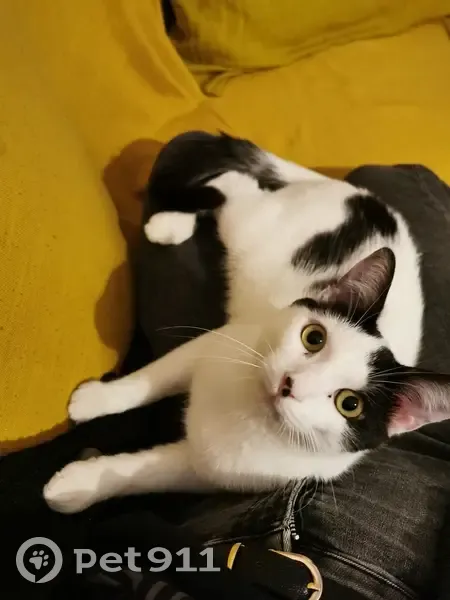 Chat européen blanc/noir perdu à Villenave - photo