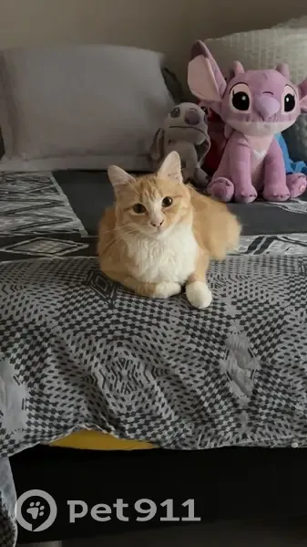 Chatte non identifiée perdue à Estagel - photo