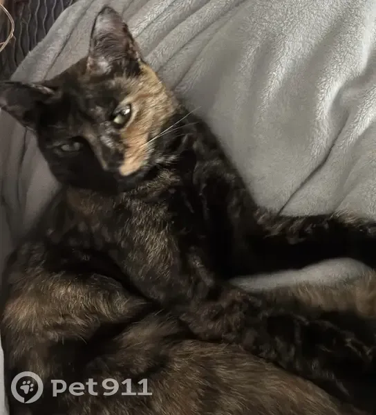 Chatte écaille disparue à Beauce-la-Romaine - photo
