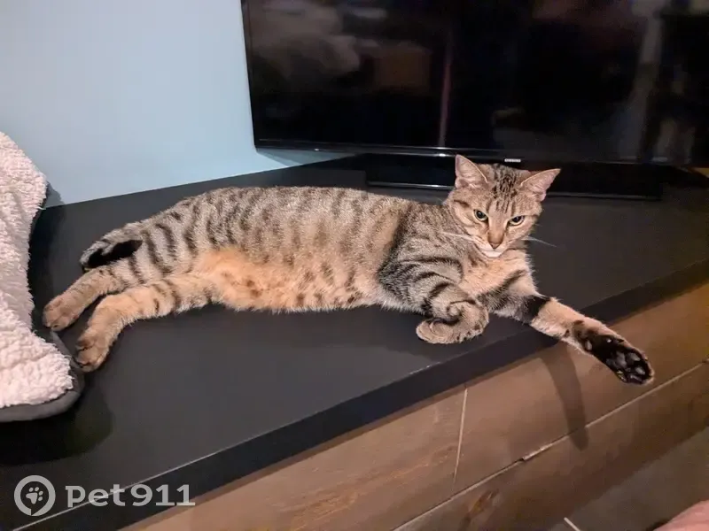 Chatte tigrée perdue à Boutigny-sur-Essonne - photo