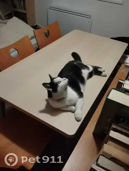 Chat trouvé avec clochette à Annecy - photo