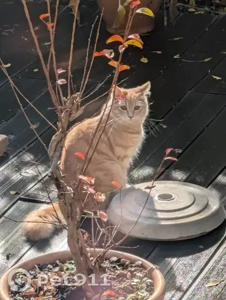 Chat beige perdu à Oullins, contactez-moi - photo