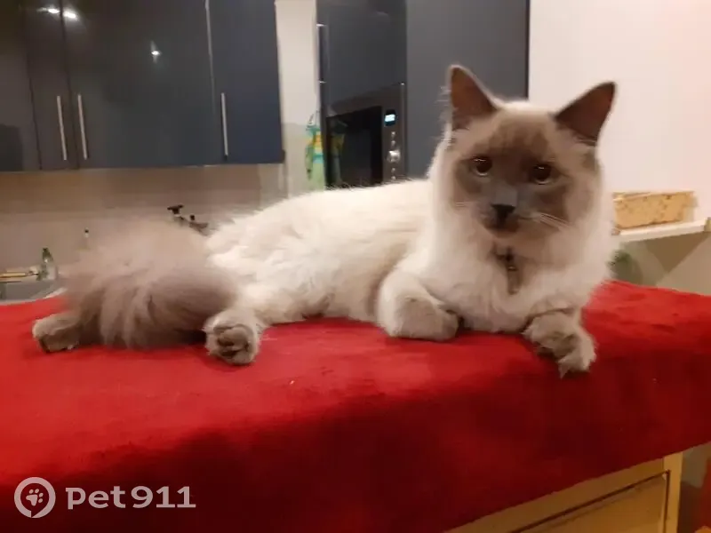 Chat Birman Perdu à Vitry-sur-Seine - photo