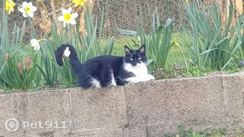 Chatte noire et blanche perdue à Montigny - photo