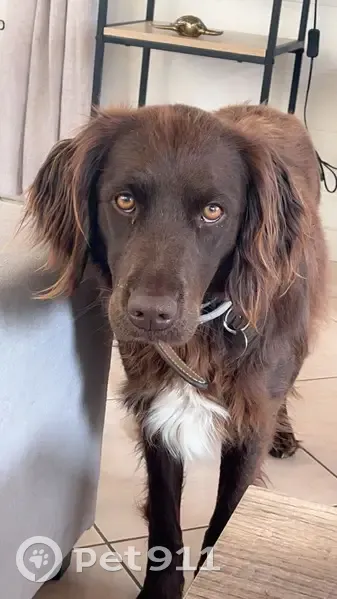 Chienne marron perdue à Saint-Léger - photo