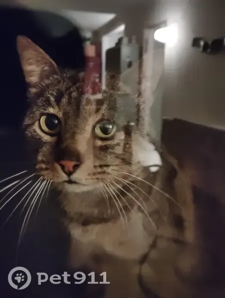 Chat tigré cherche famille à Lanvallay - photo
